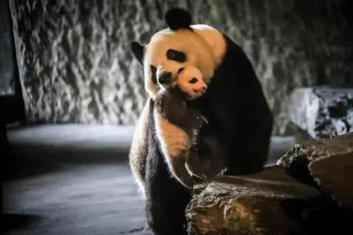 Ook u kan mee de naam van pandababy P. kiezen