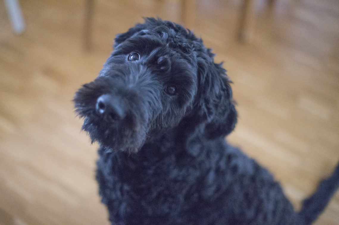 Wetenschappelijk bevestigd: honden begrijpen wat je zegt
