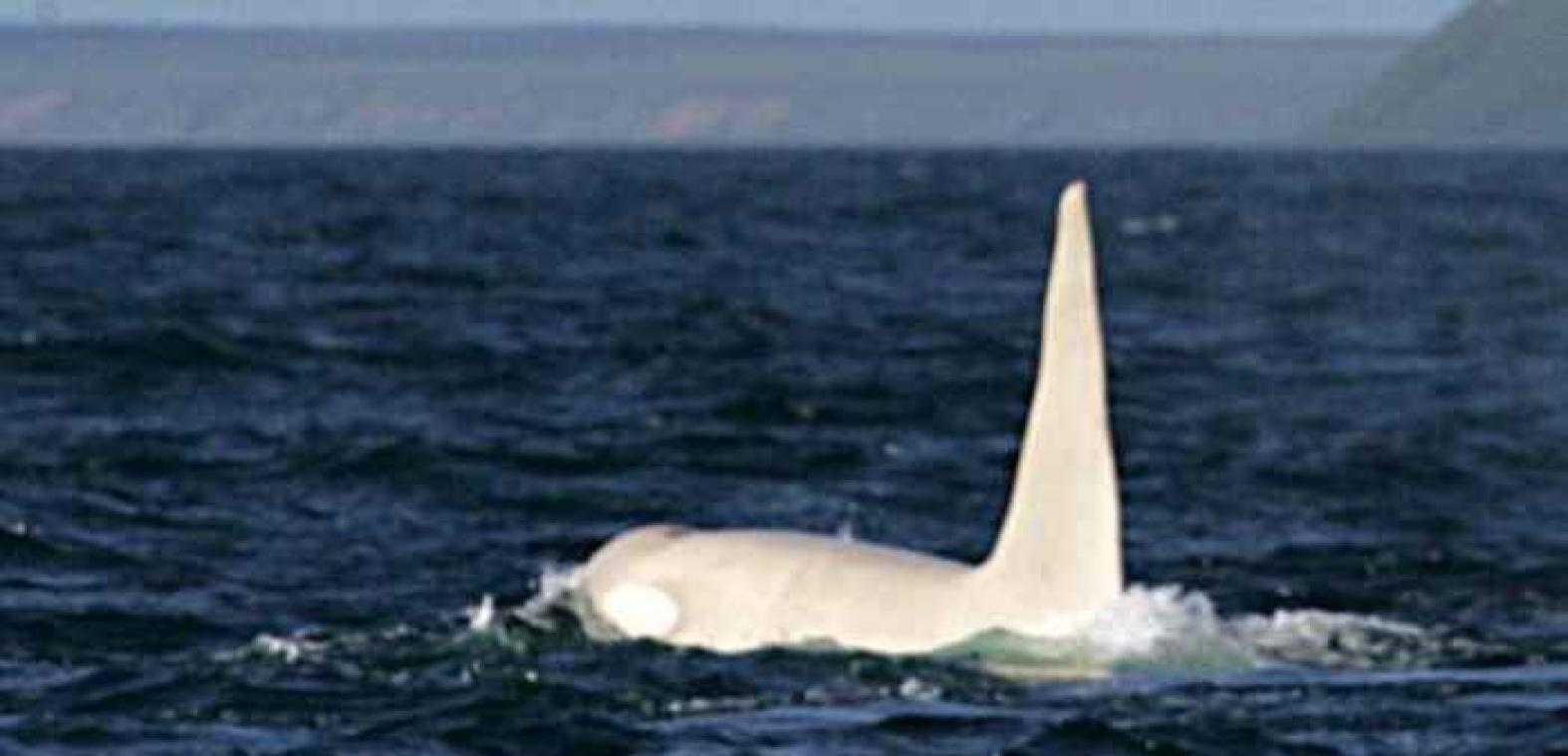 Zeldzame witte orka komt boven water