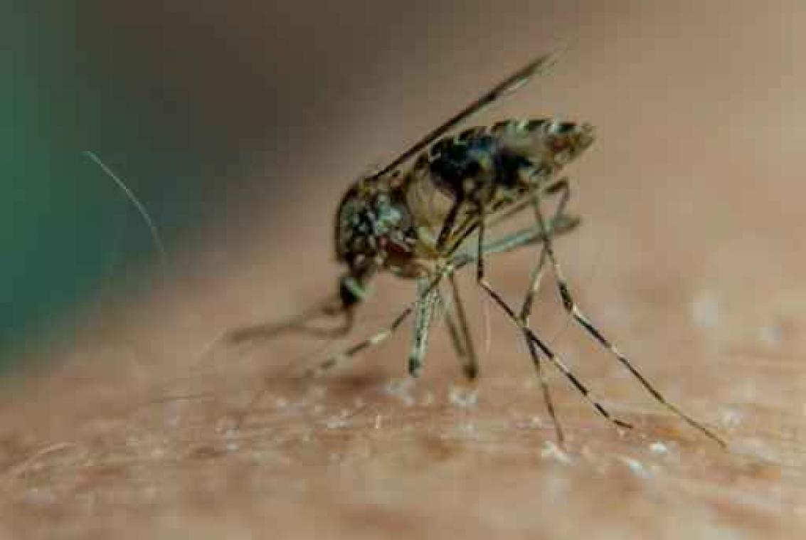 Eerste muggen die drager van zikavirus zijn aangetroffen in VS