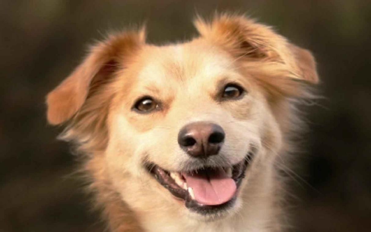 Stuur je hond op vakantie met DogVacay