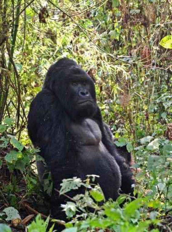 Oostelijke gorilla dreigt uit te sterven