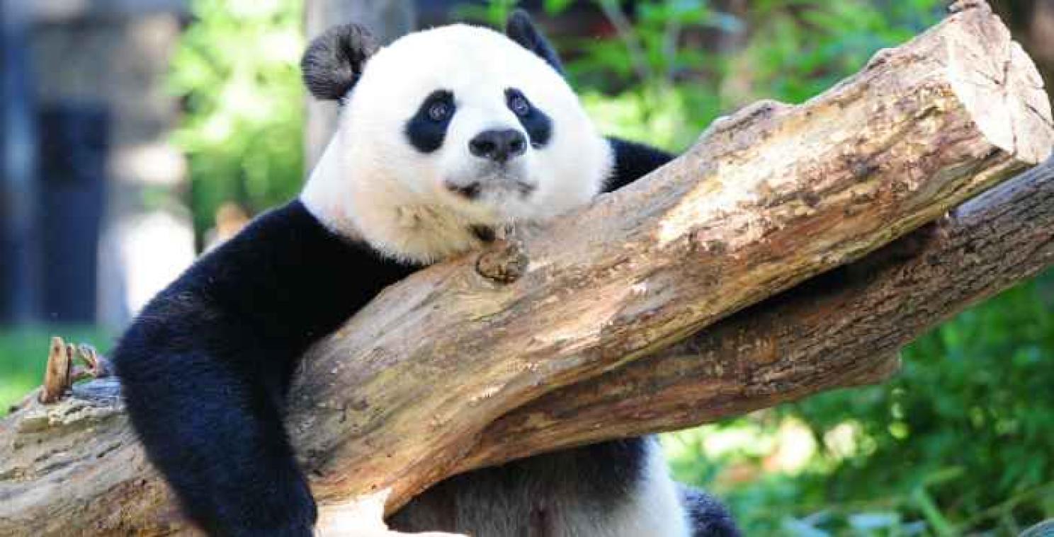 Reuzenpanda is niet langer bedreigd, mensapen stellen het slecht