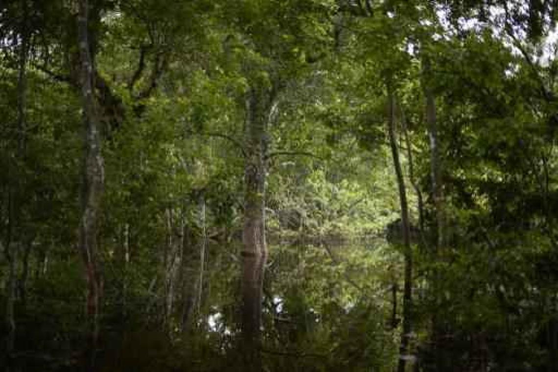 Nieuwe manier om stress van bossen te meten