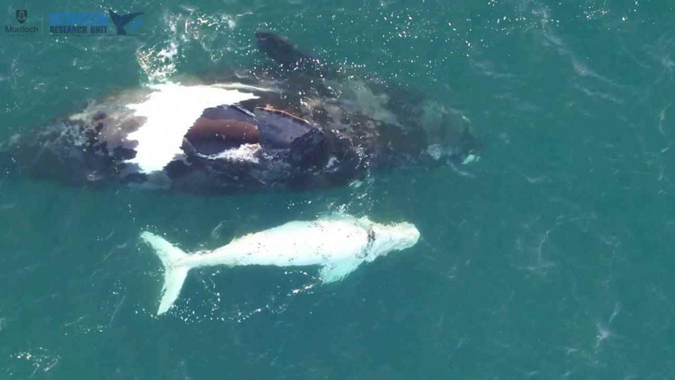 Drone spot zeldzame albino walvis