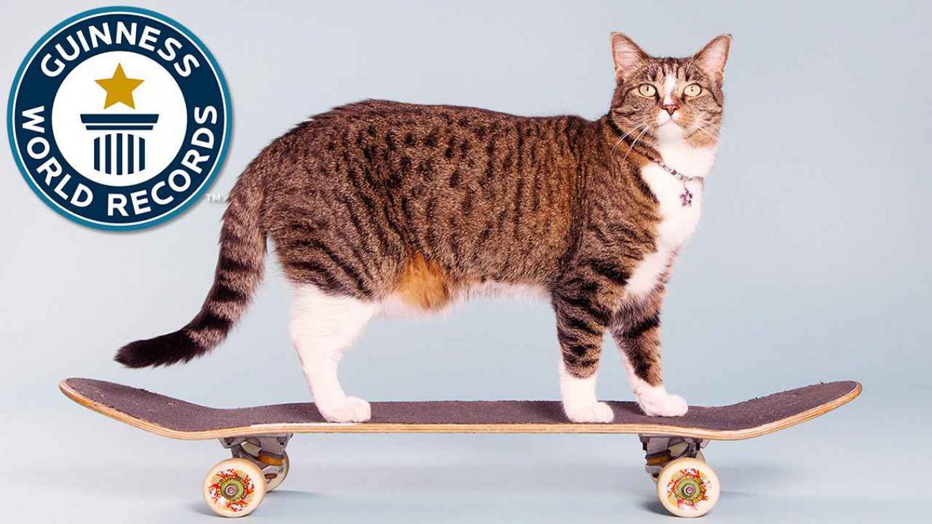 Skatende poes is nu ook wereldrecordhouder