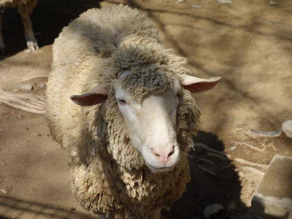 Wegpolitie moet uitrukken om schaap van snelweg te plukken