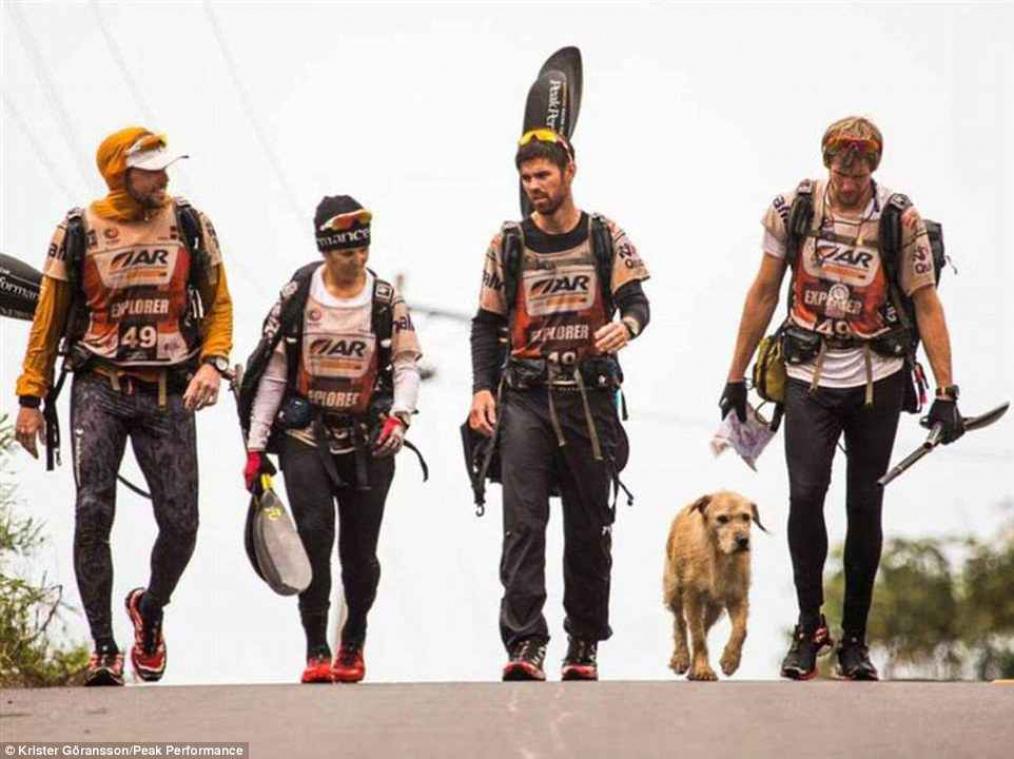 Zwerfhond volgt Adventure Racing Team 688 kilometer door het regenwoud