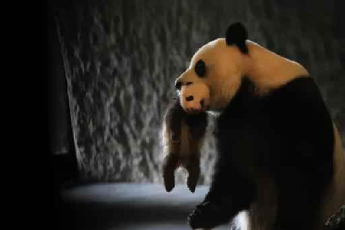 Babypanda in Pairi Daiza heet Tian Bao