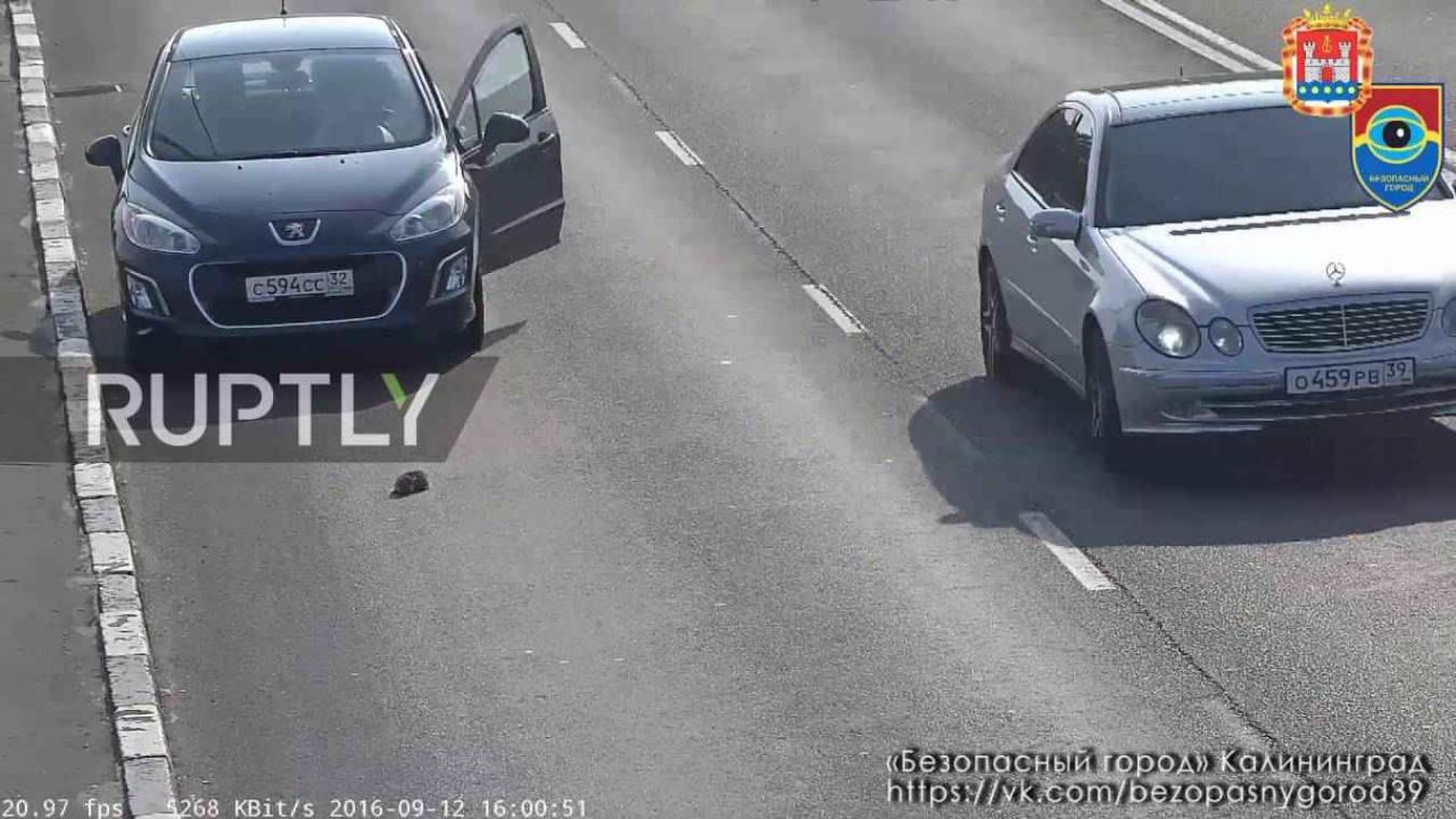 Held steekt zijn nek uit voor kitten op drukke baan