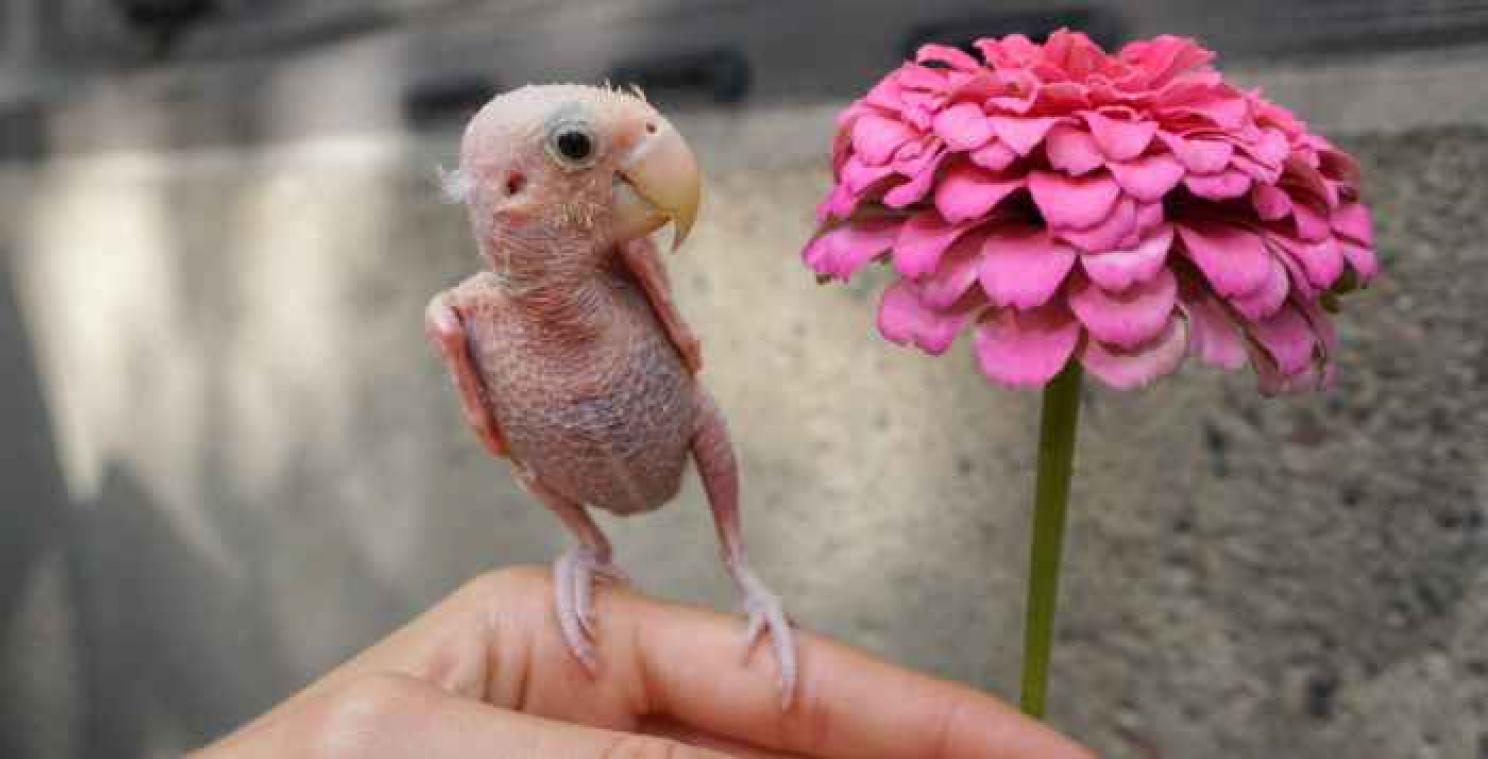 Naakt vogeltje krijgt truitjes toegestuurd om haar tegen de kou te beschermen