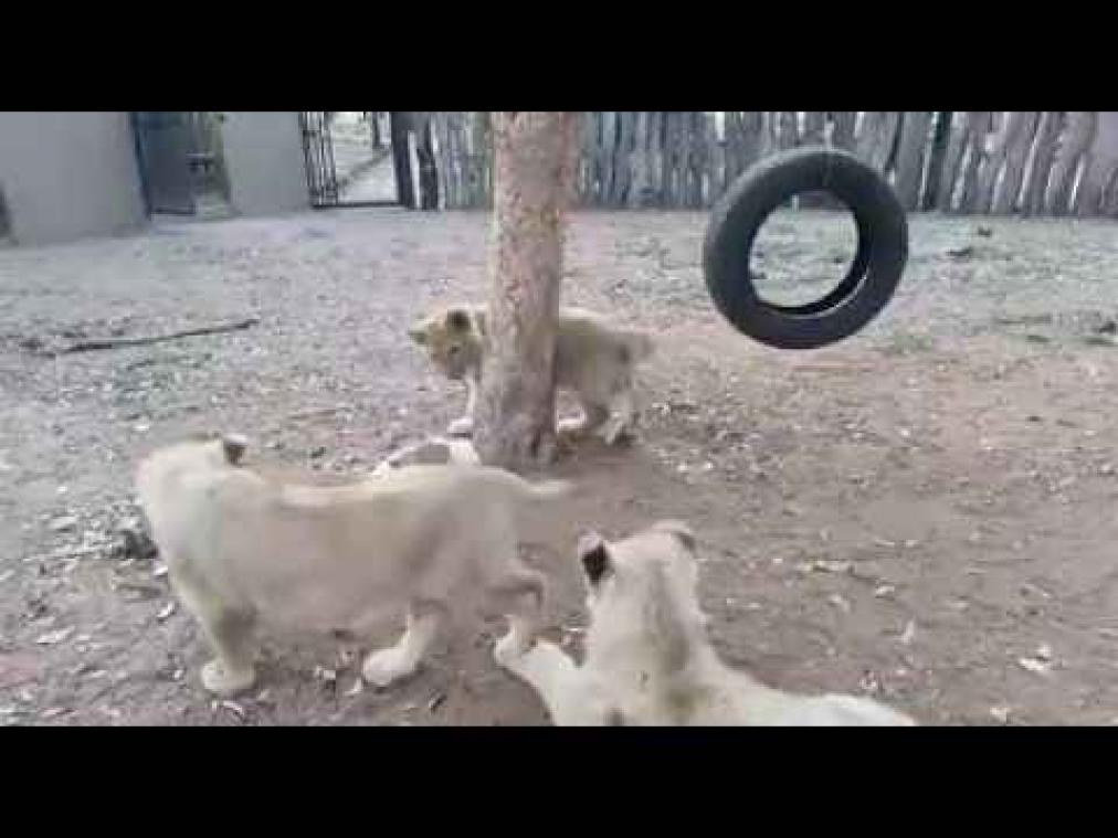 Hondje zet leeuwen even op hun plaats