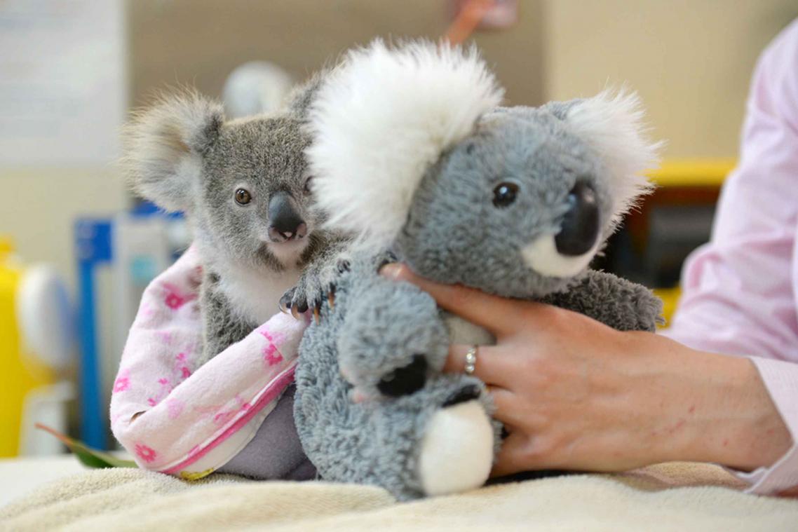 Knuffel helpt koala in Australië verlies van moeder te verwerken