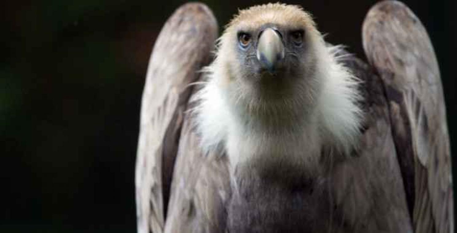 Waarom gieren niet ziek worden na het eten van karkassen