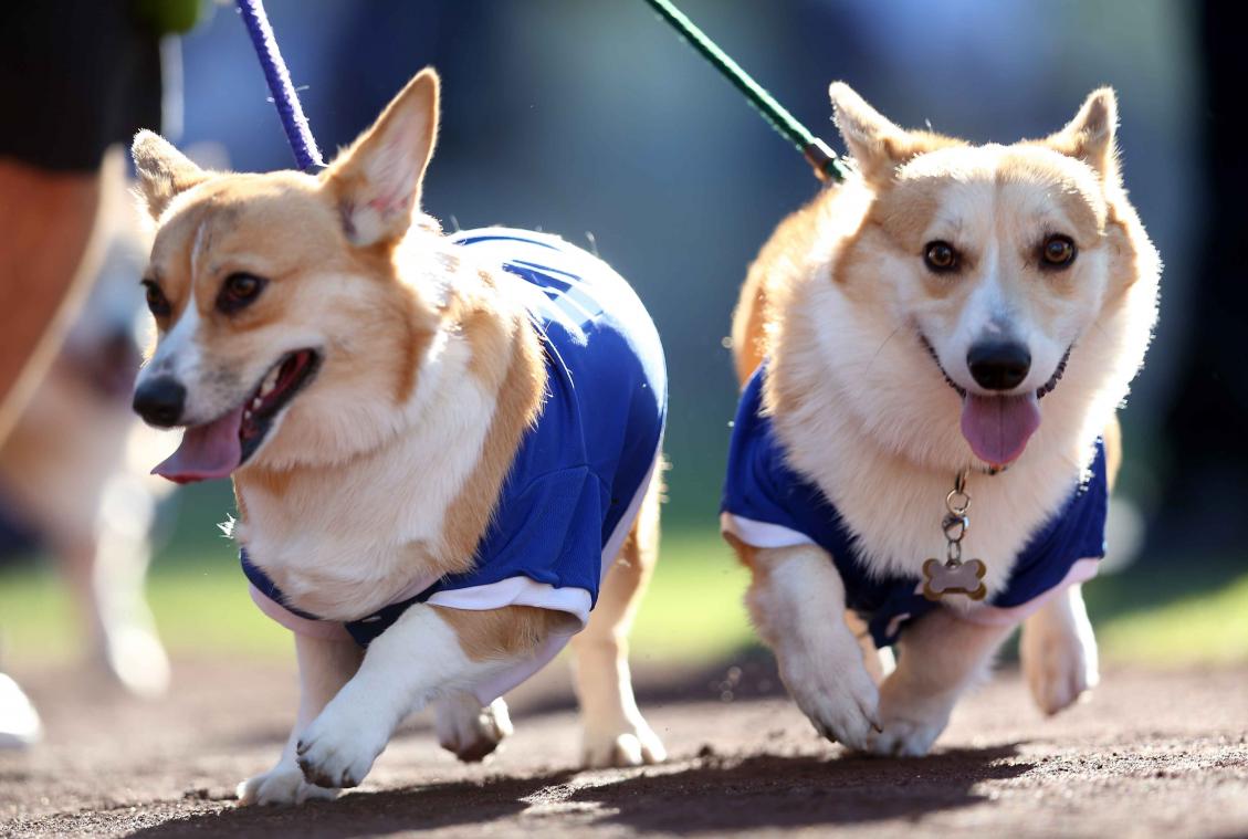 Zwitserland schrapt verplichte lessen voor honden en hun baasjes