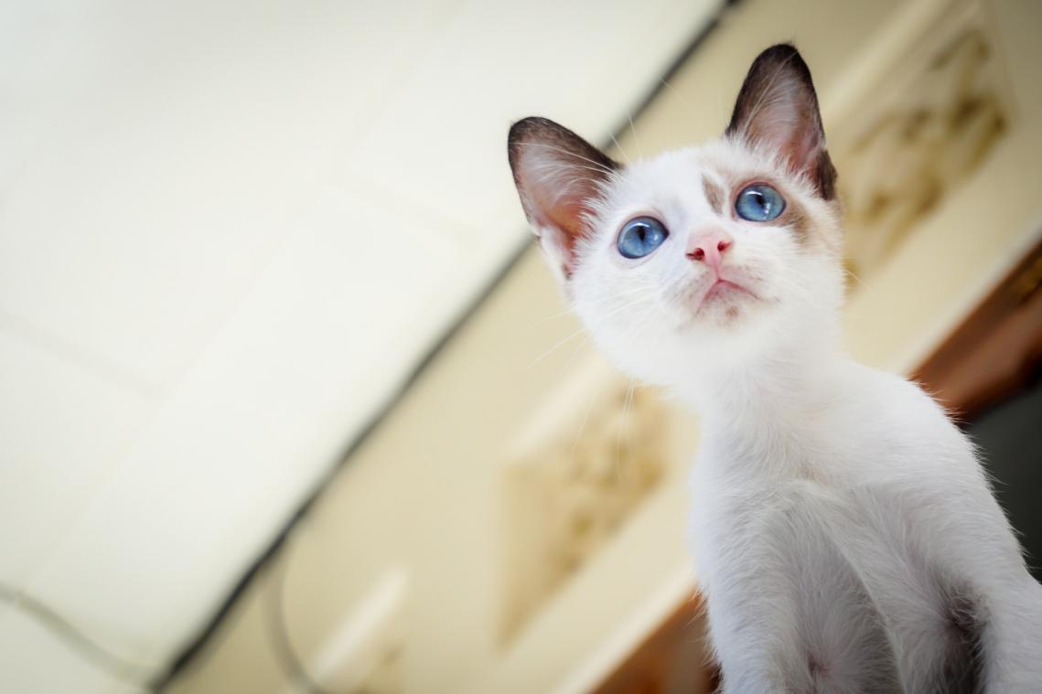 Londen organiseert kattenfestival