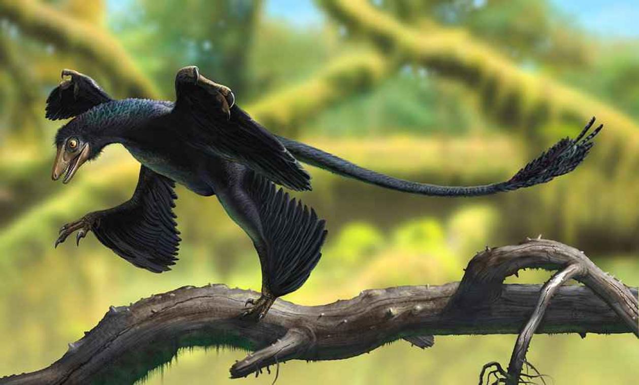 Deze piepkleine dinosaurus zou je huisdier kunnen zijn