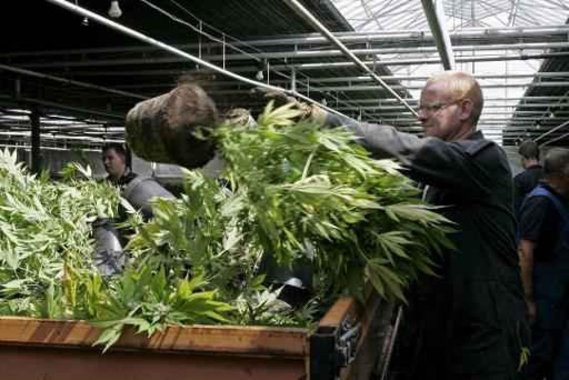 Meerderheid in Nederlandse Tweede Kamer over regulering wietteelt