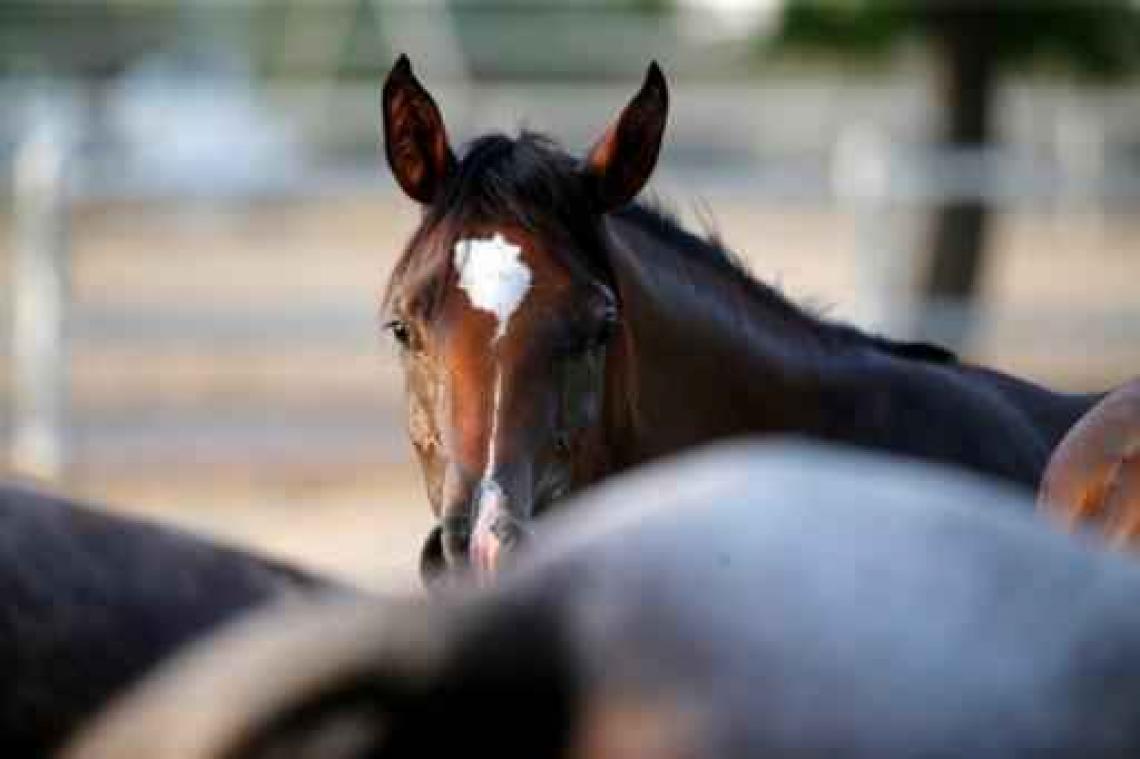 Eerste editie van 'Brussels Horse Days' mikt op minstens 15.000 bezoekers