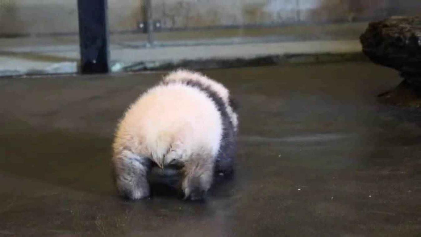 Babypanda Tian Bao probeert eerste stapjes te zetten