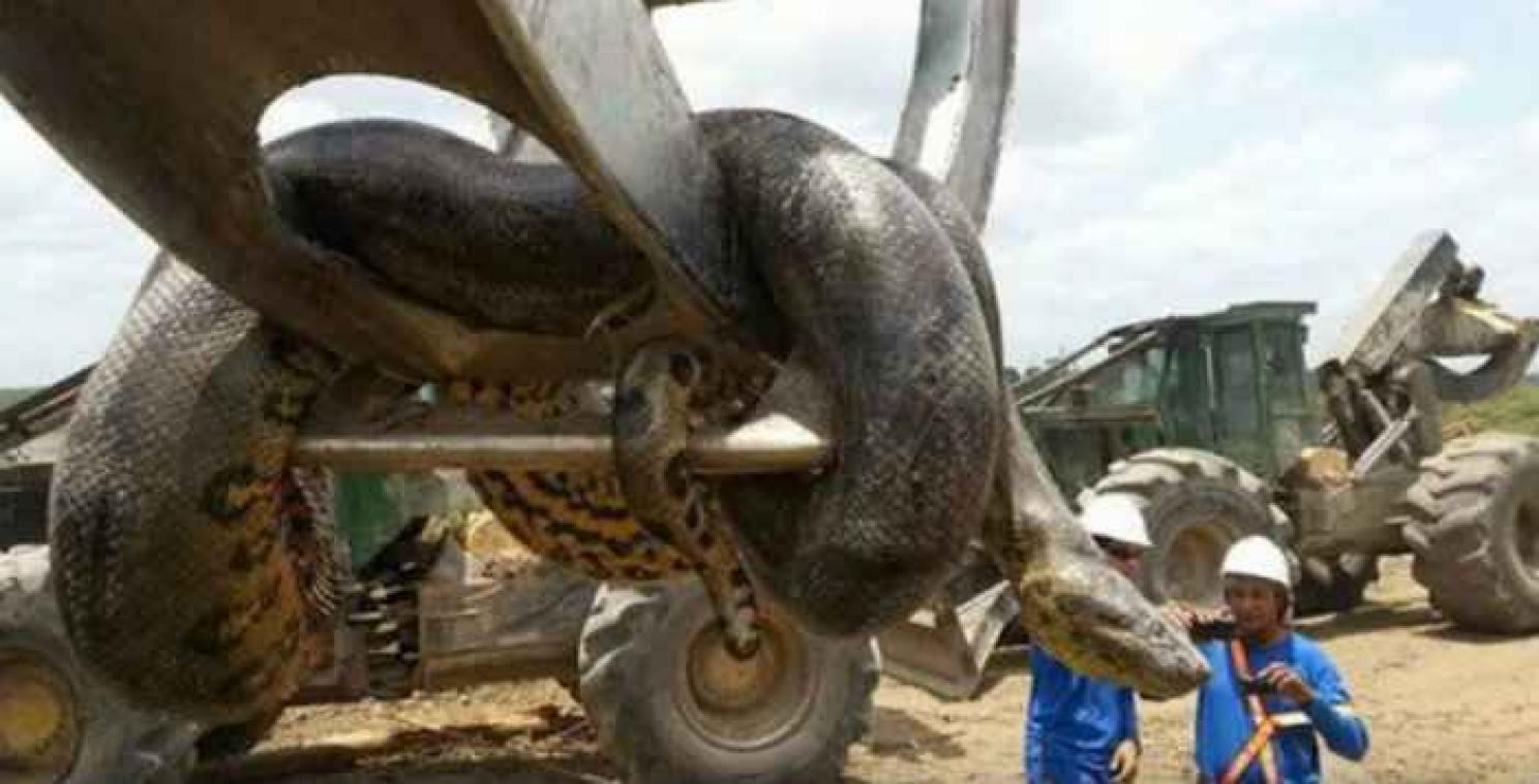 Bouwvakkers schakelen tien meter lange anaconda uit