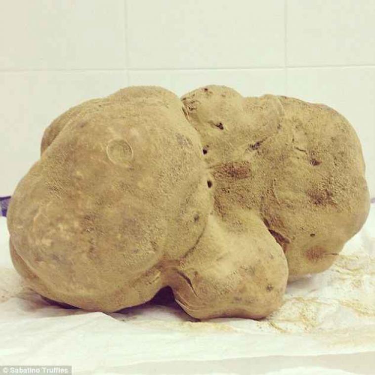 Grootste witte truffel ter wereld kost 1 miljoen dollar
