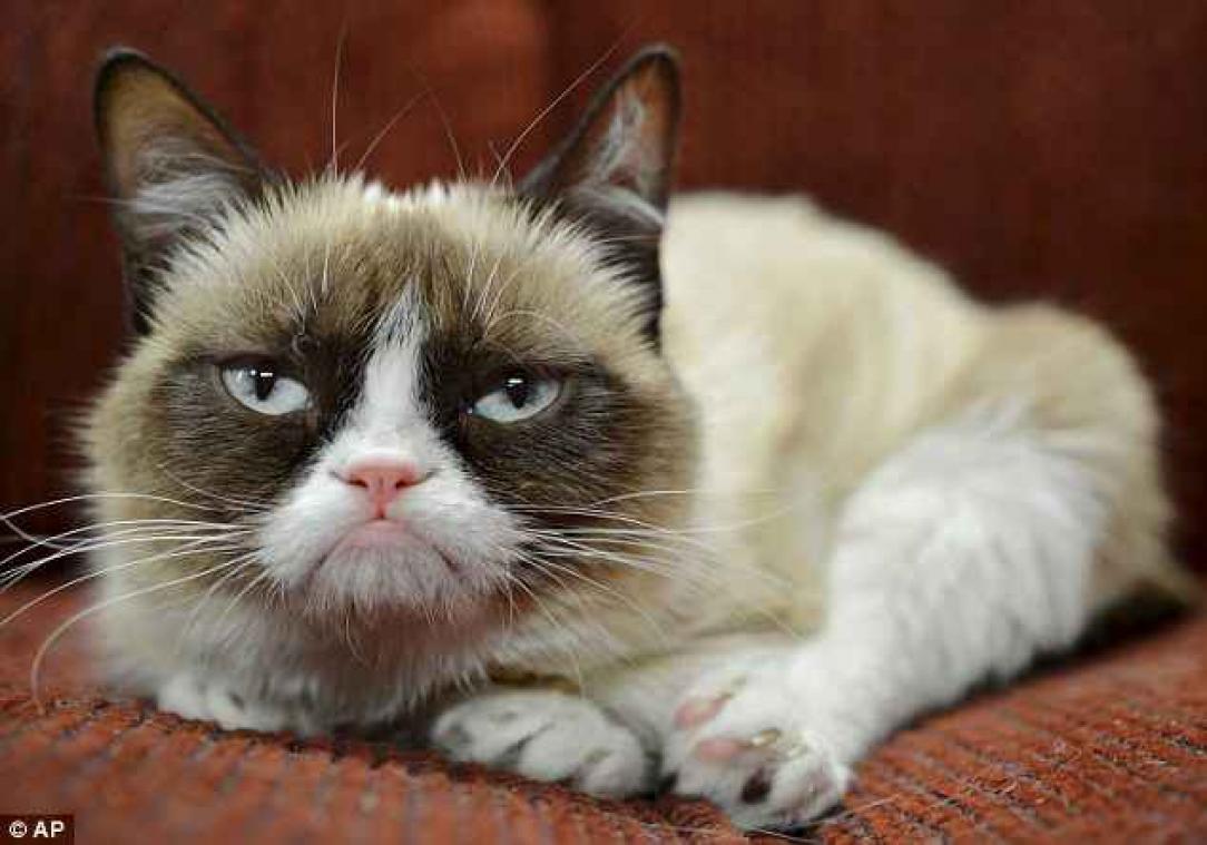 Baasje van Grumpy Cat verdiende meer dan Hollywoodsterren dankzij haar kat 