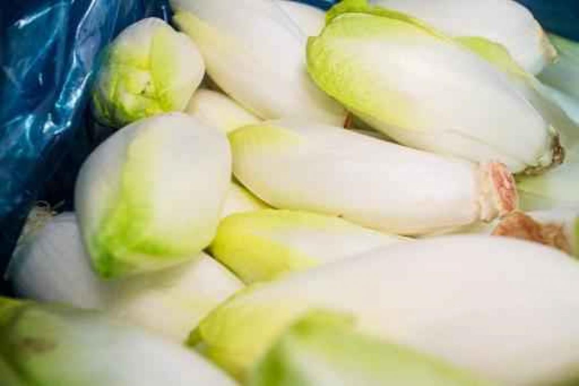 "Ook witloofteelt liep schade op door slechte weersomstandigheden"
