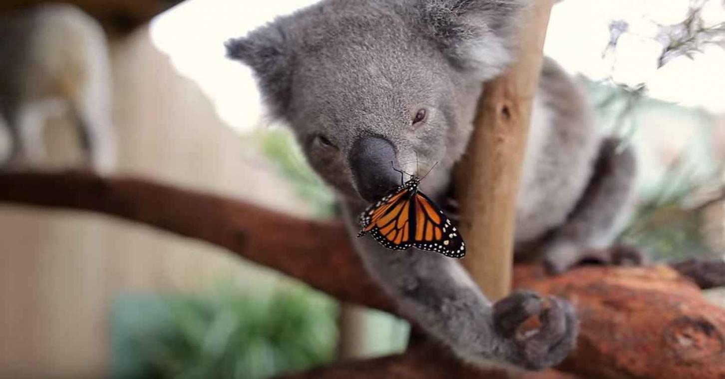 Vlinder gooit roet in fotoshoot met koala