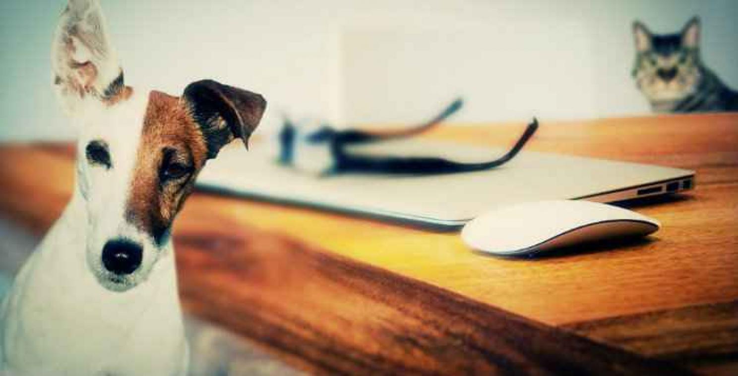 Werelddierendag: tijd om onze dieren in de watten te leggen