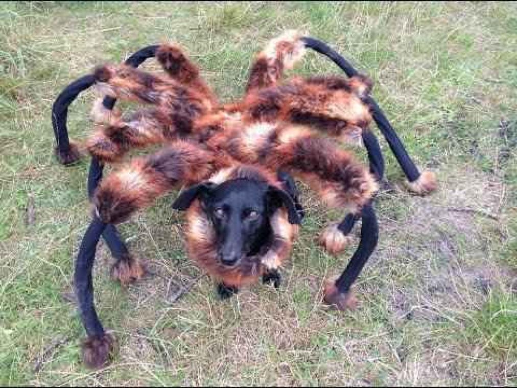 Honden zijn populairder dan katten