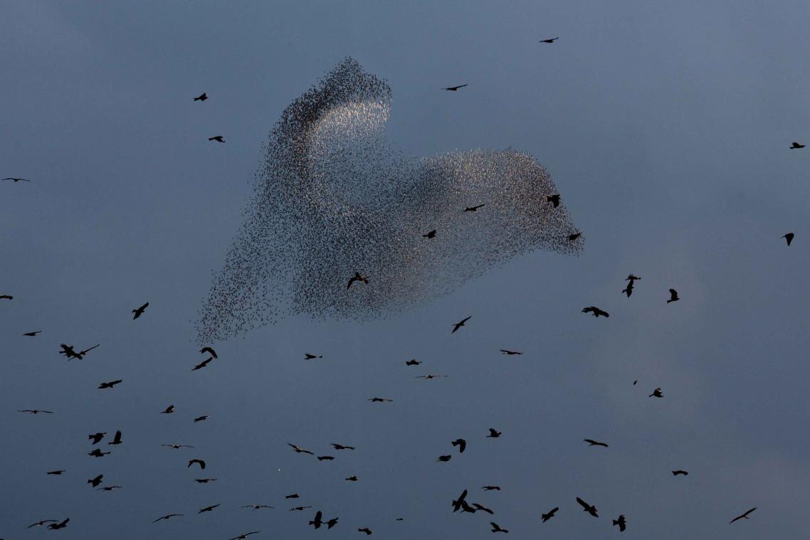 Dronken vogels veroorzaken kilometers file