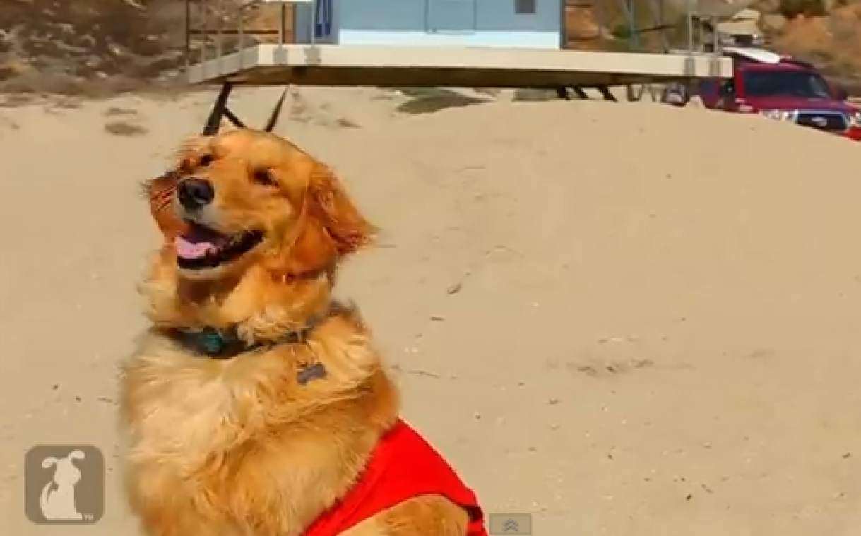 'Barkwatch': honden vervangen 's werelds bekendste redders