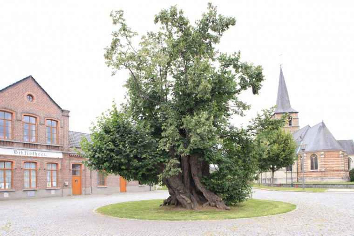 Dorpslinde is 'Boom van het jaar 2016'