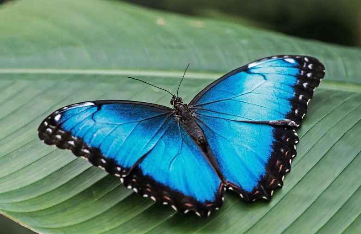 Niemand heeft echt blauwe ogen