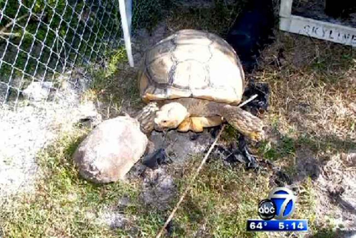 Zeldzame Afrikaanse schildpad gekidnapt volgens eigenares