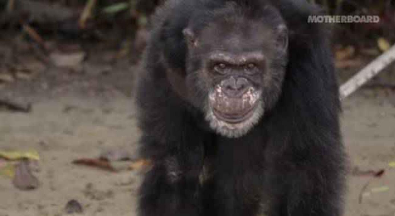Monkey Island is een echte versie van Planet of the Apes
