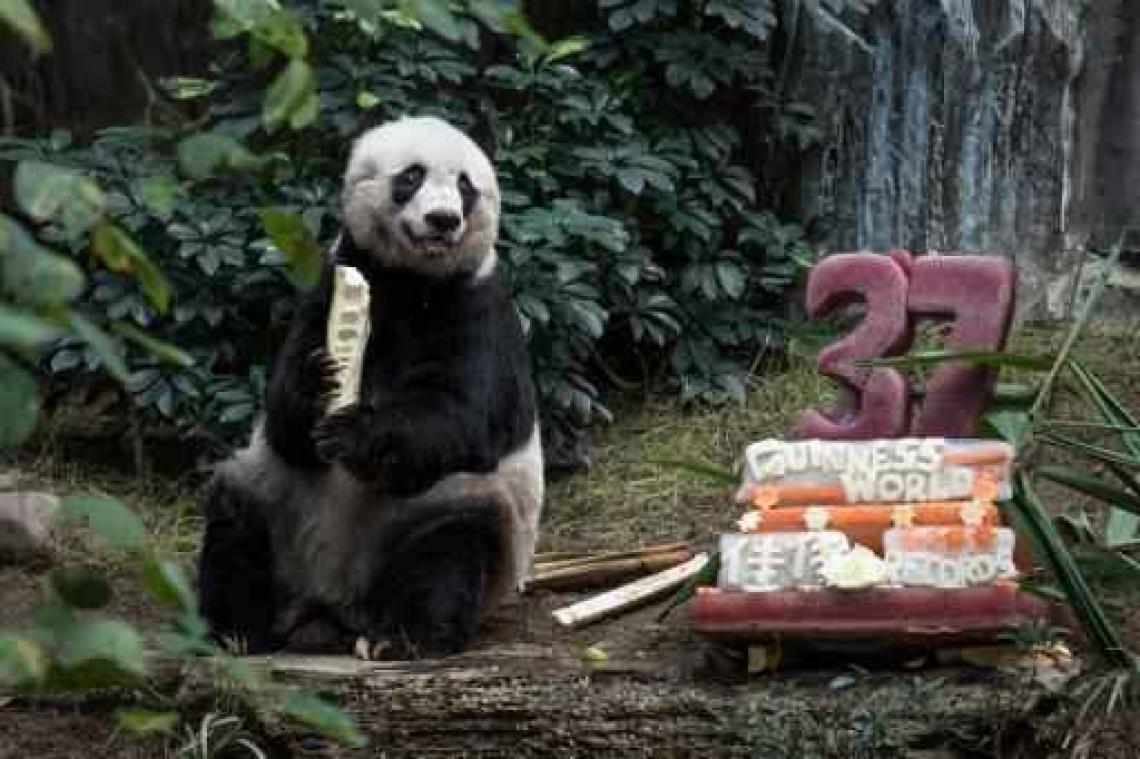 Oudste in gevangenschap levende panda overleden