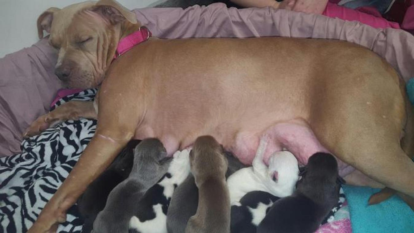 Asielhond adopteert puppy's van overleden soortgenoot