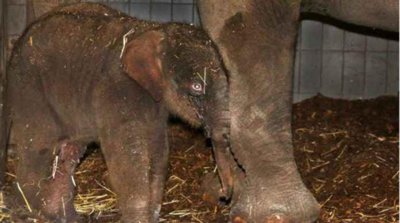 Amsterdamse zoo verwelkomt babyolifantje
