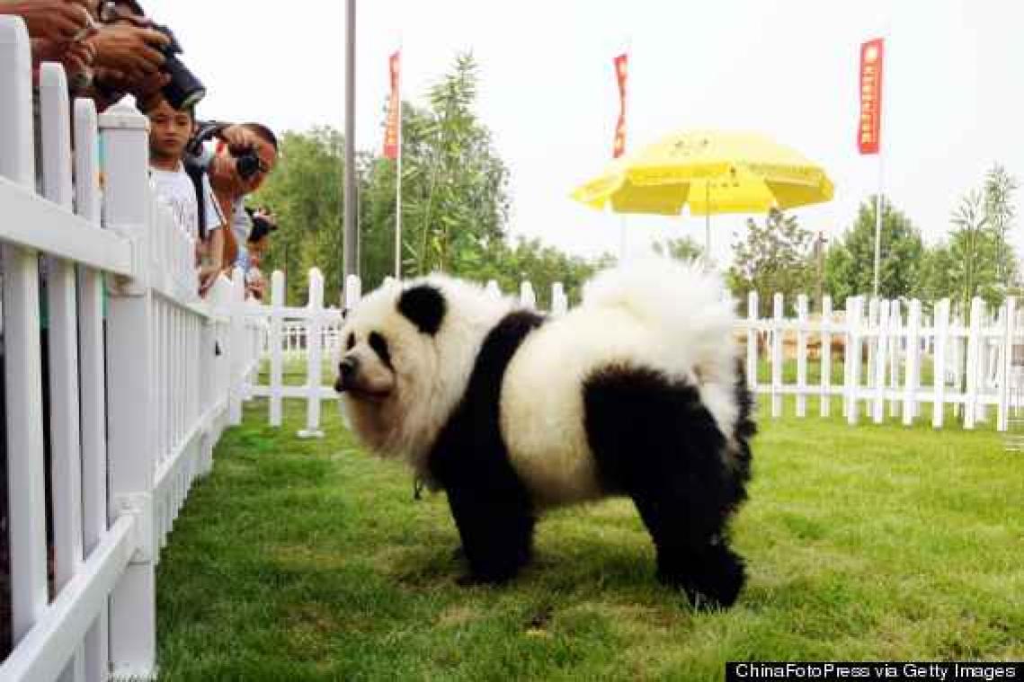 Circus misleidt publiek met honden die op panda's lijken