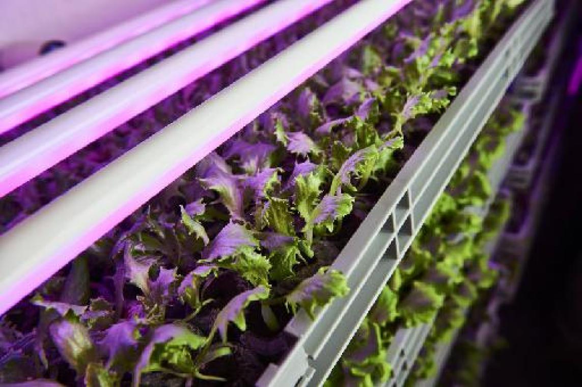 Eerste zelfvoorzienende saladebar plant 20 vestigingen tegen 2020