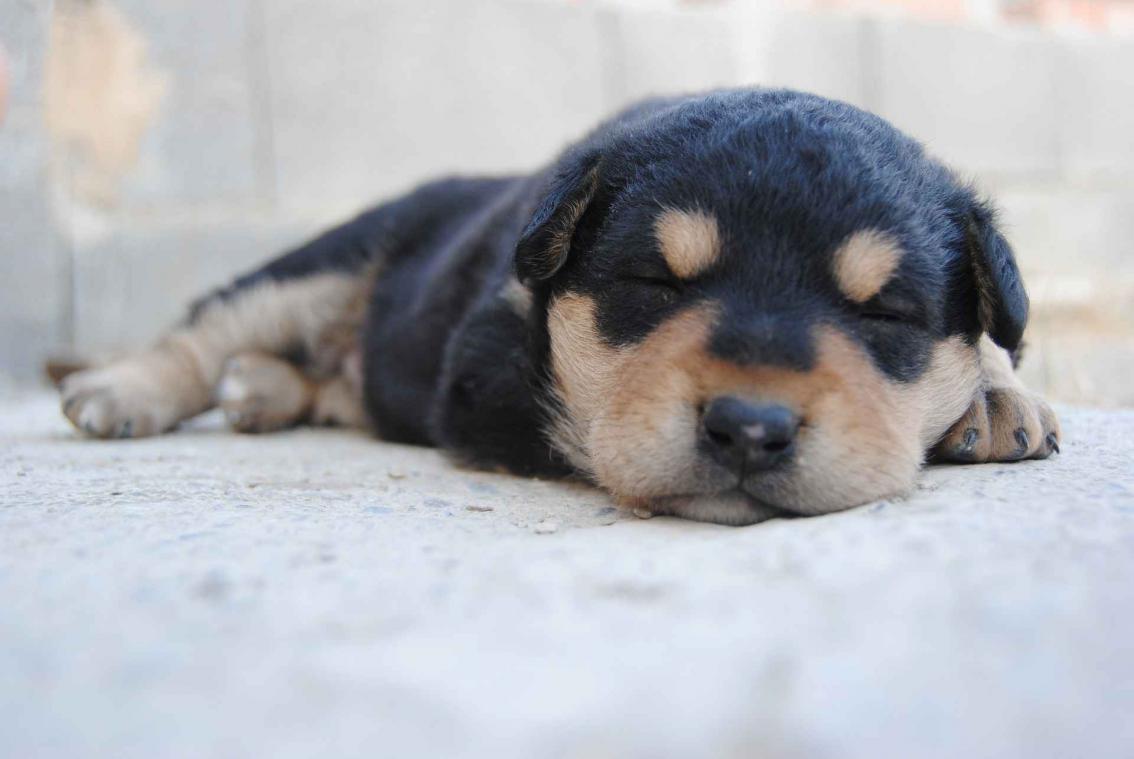 Honden dromen over hun baasje