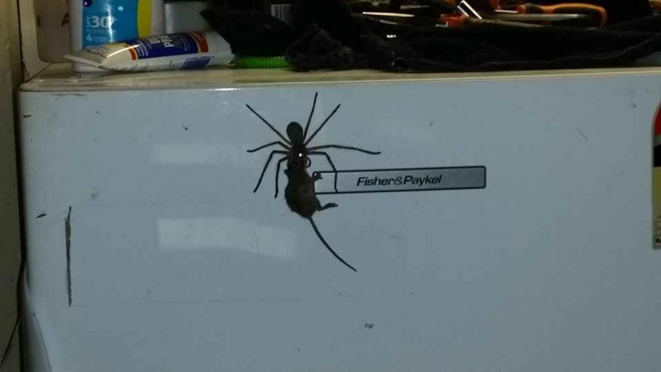 Pure horror: reusachtige spin neemt dode muis op sleeptouw