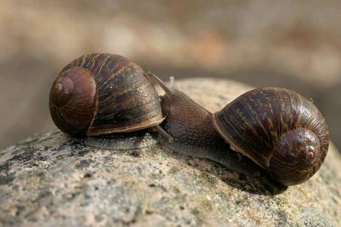 Wetenschappers willen 'linkshandige' slak aan een date helpen