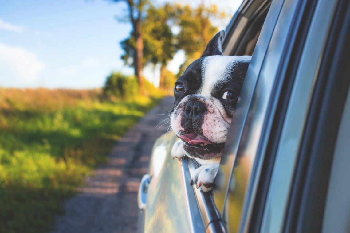 Minister gebruikt chauffeur om zijn honden door Australië te vervoeren