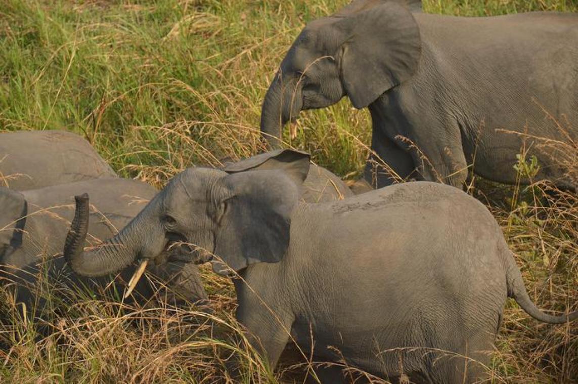 WWF trekt aan alarmbel tegen massale uitroeiing van dieren