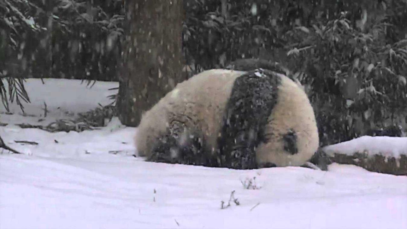 Eerste sneeuwervaring van babypanda zal je hart doen smelten