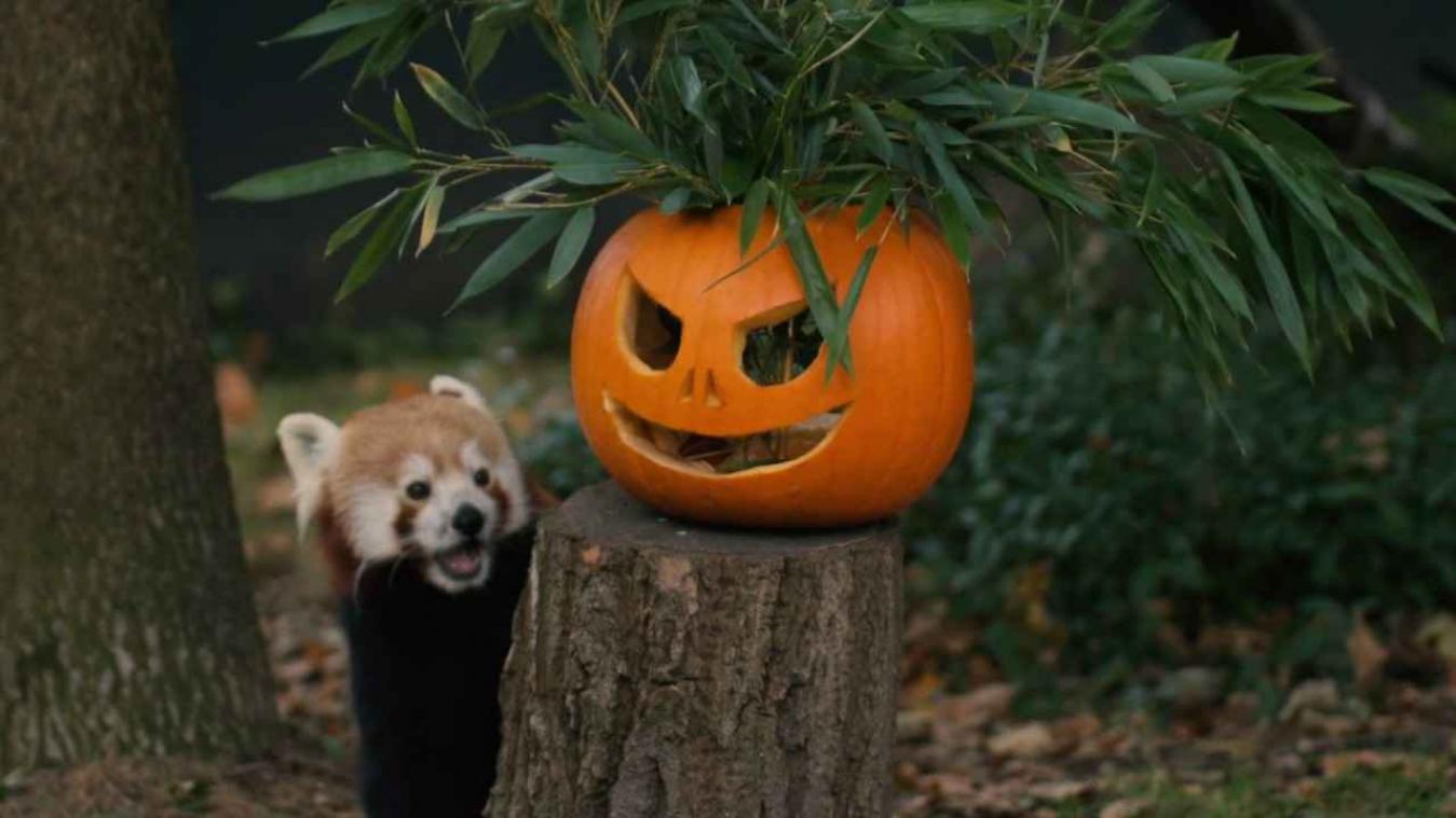 Deze dieren laten zich niet afschrikken door Halloween-pompoenen