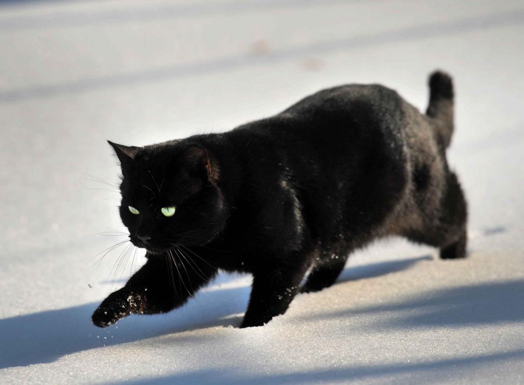 Zwarte katten vinden moeilijker een baasje